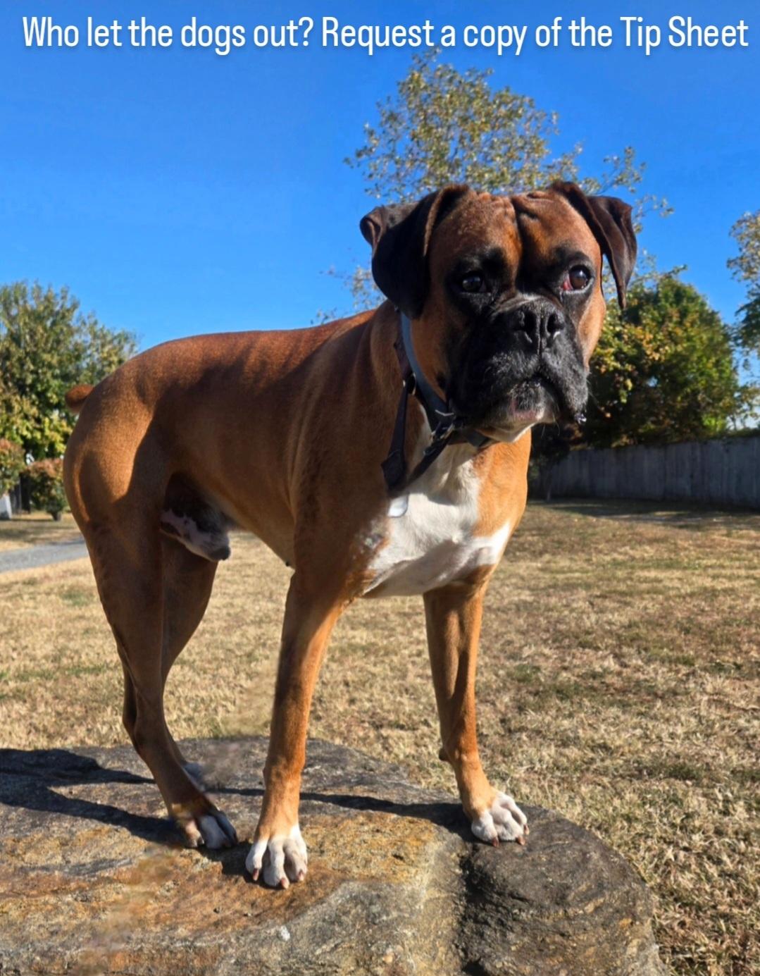 大连英博豪取2连胜，新援马莱莱助攻入球感谢申花友情赞助.